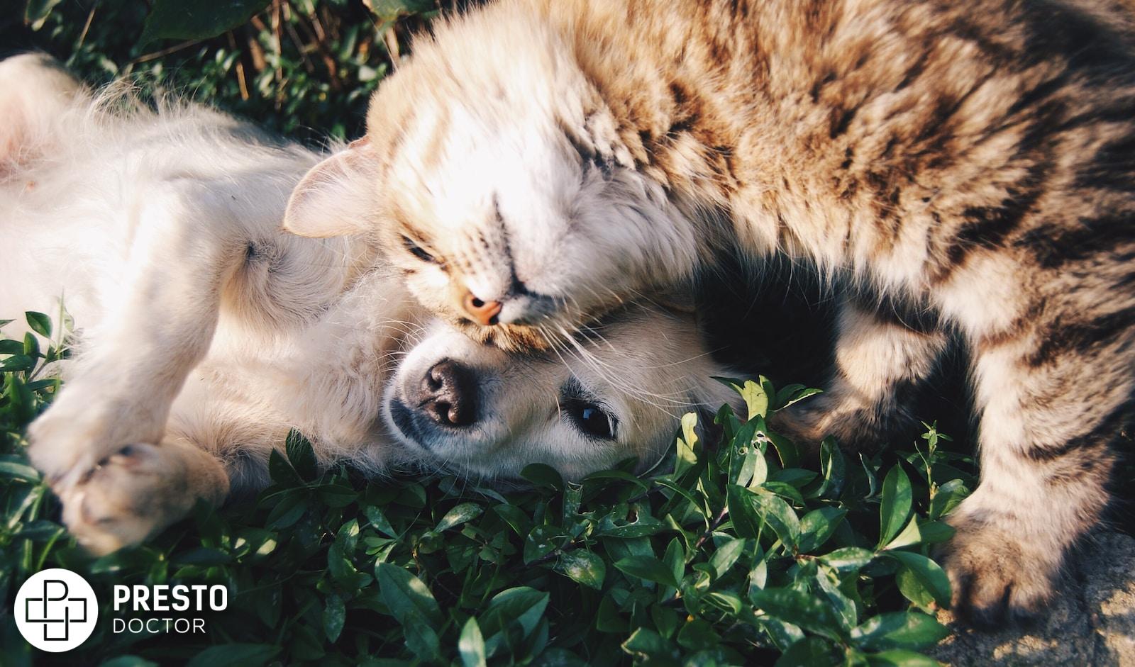 white dog and gray cat hugging each other on grass, cbd pets