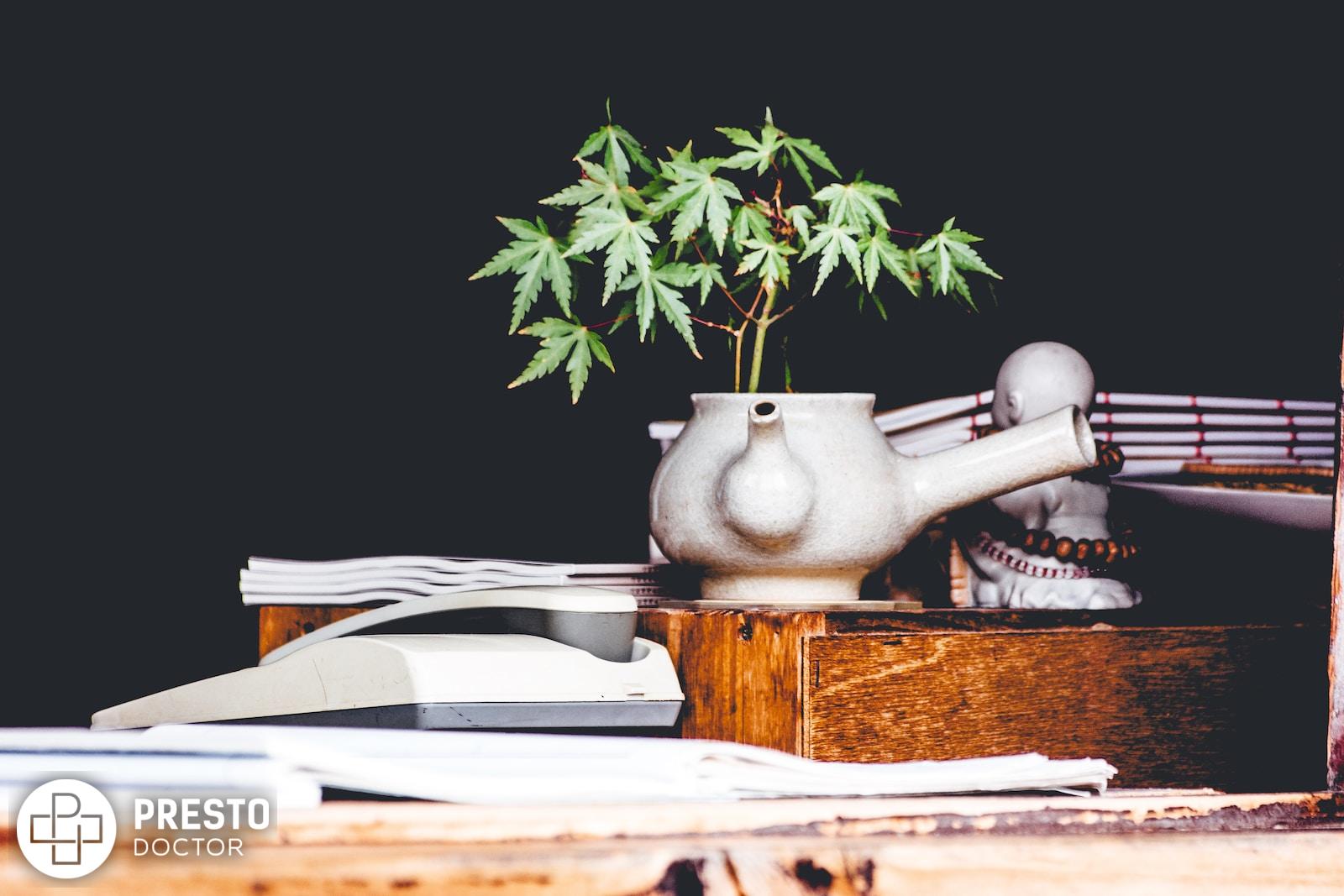 cannabis plant on white teapot vase, Resetting Your Weed Tolerance